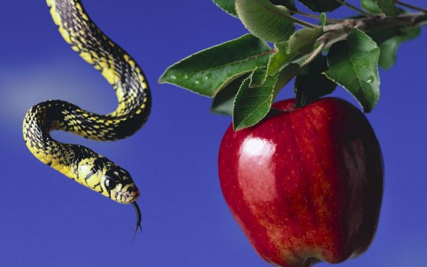 Animal Snake Reptiles Snakes Apple HD Wallpaper | Background Image