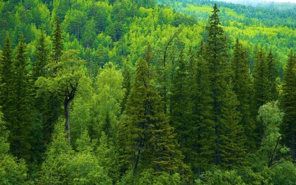 Tierra/Naturaleza Bosque Rainforest Árbol Verde Fondo de pantalla HD | Fondo de Escritorio