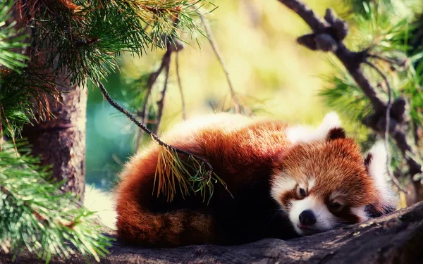 HD desktop wallpaper featuring a red panda resting on a tree branch amidst lush green foliage.