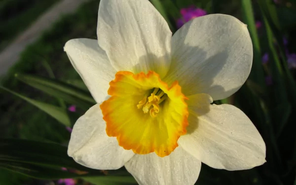 flower nature daffodil HD Desktop Wallpaper | Background Image