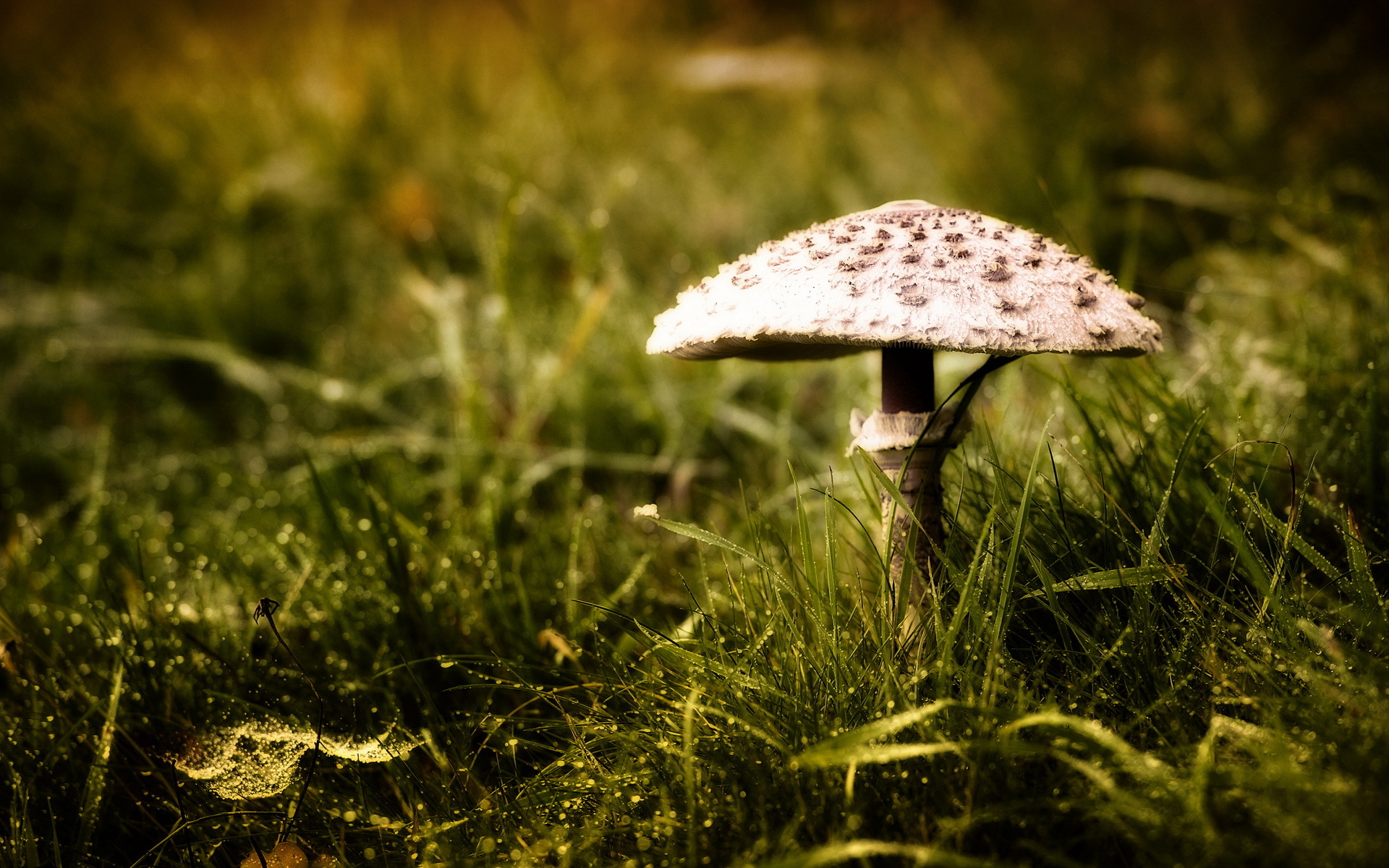 Download Nature Mushroom HD Wallpaper