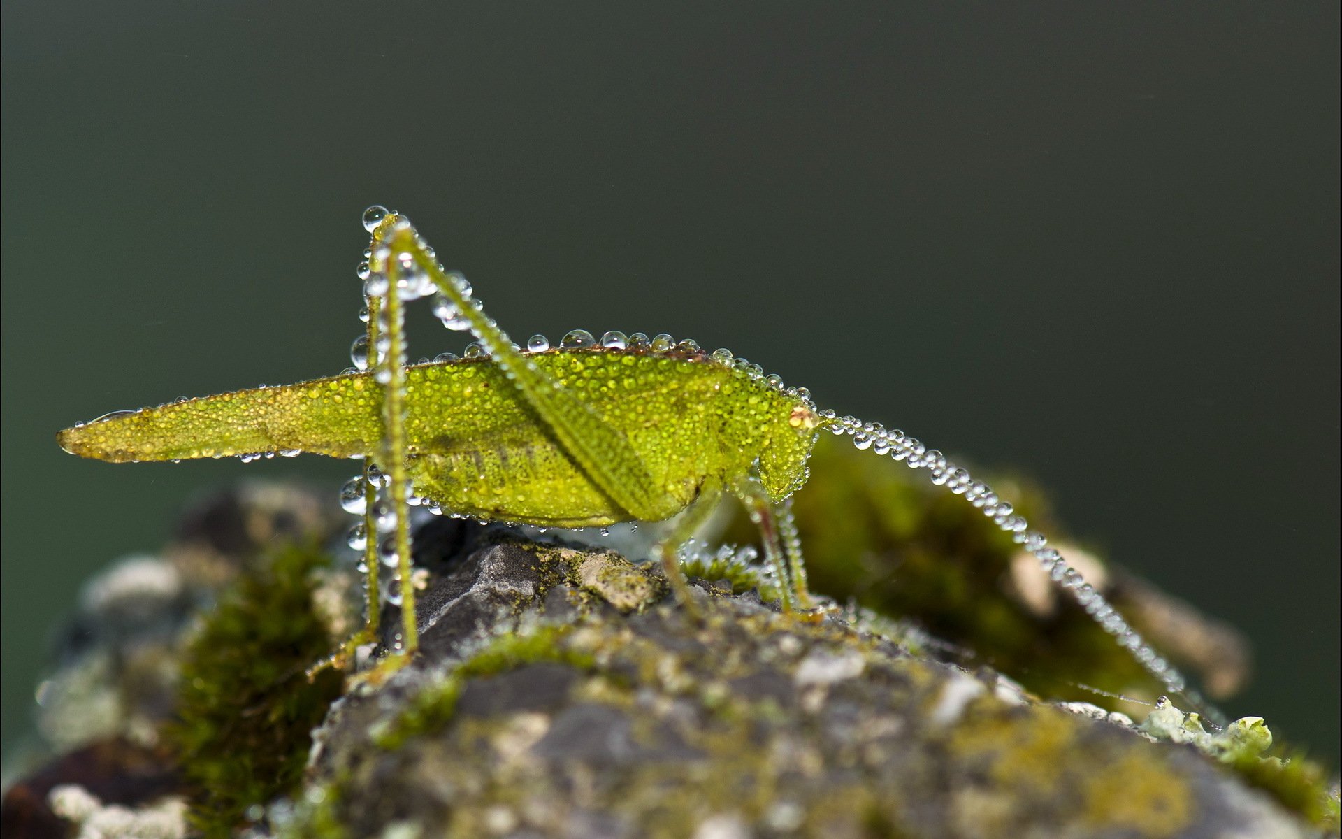 Download Animal Grasshopper HD Wallpaper