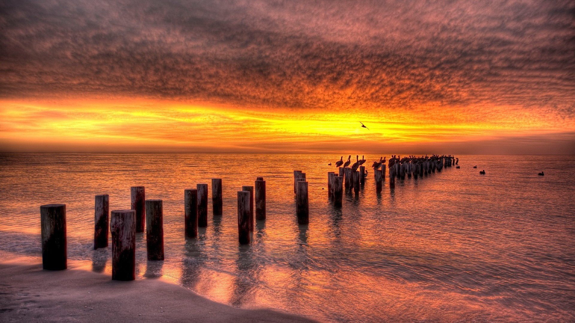 Download Nature Landscape Beach Ocean Sea Bird Cloud Sunset Man Made ...