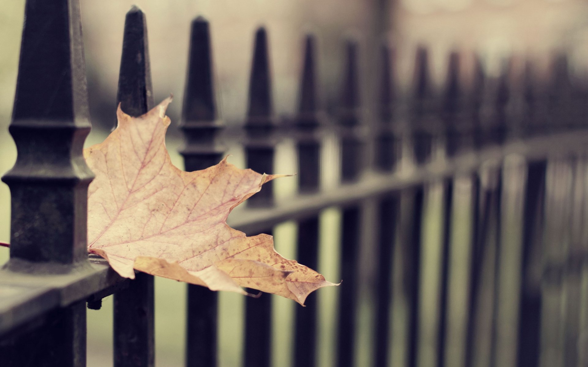 Download Nature Leaf HD Wallpaper