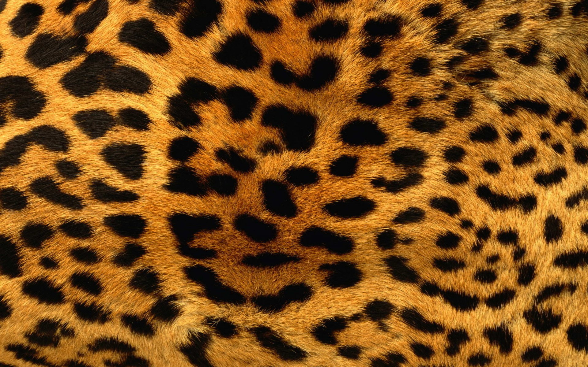 Leopard HD Wallpaper