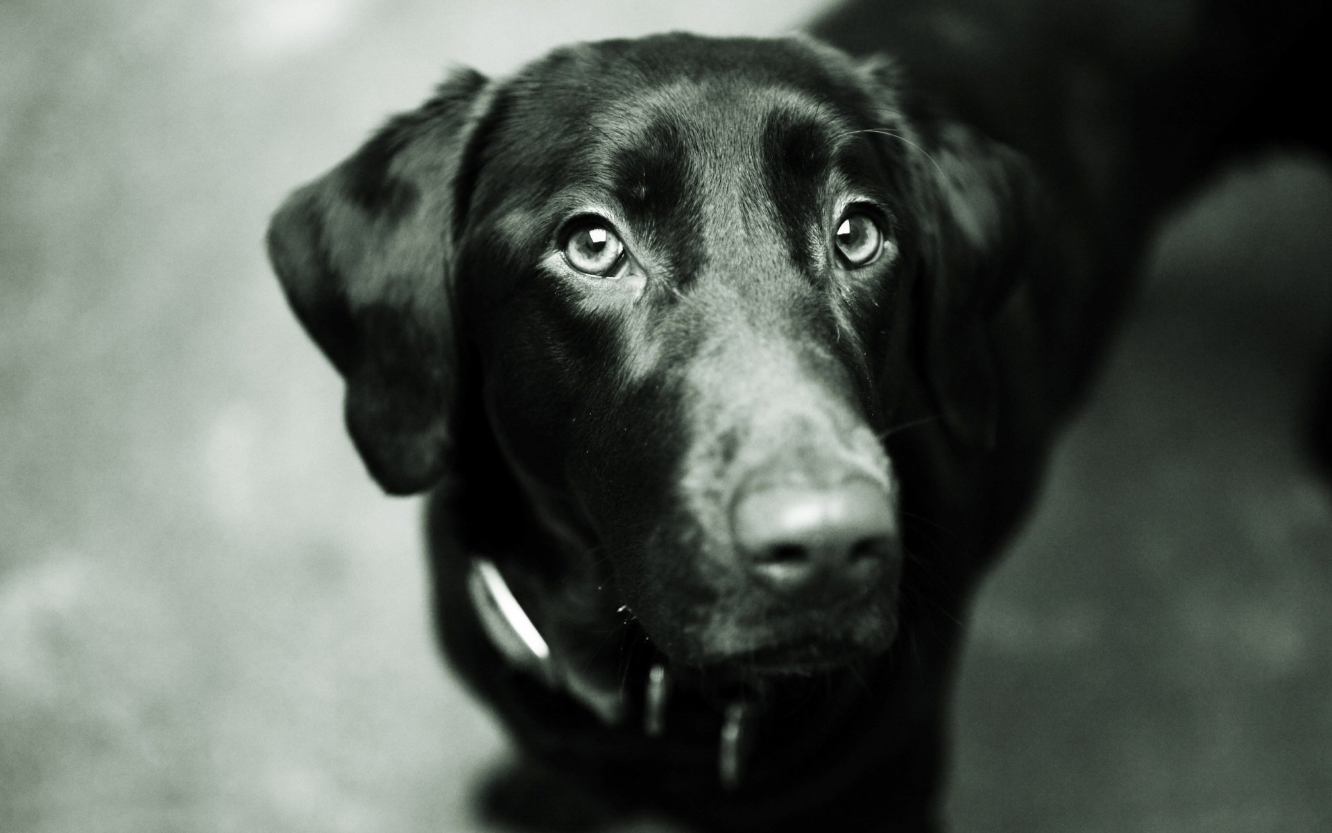 Download Animal Dog HD Wallpaper | 2560x1600 | Wallpaper Abyss