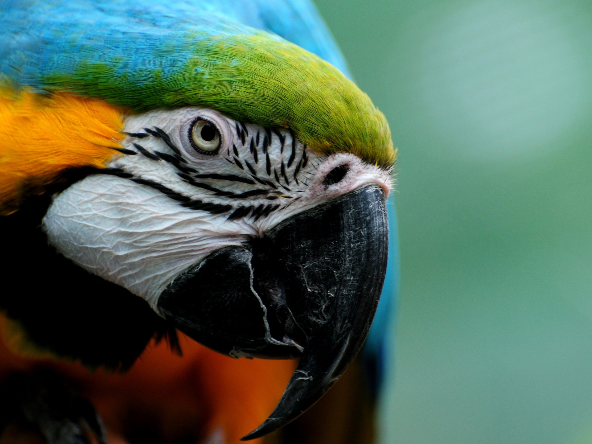 Animal — close-up of a blue-and-yellow macaw displaying vivid feathers and a curved beak; 2K Quad HD PC desktop wallpaper background.