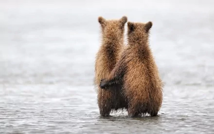 Alaska katmai national park grizzly cubs Animal grizzly bear HD Desktop Wallpaper | Background Image