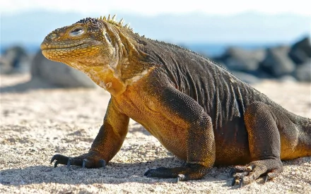 Animal iguana HD Desktop Wallpaper | Background Image