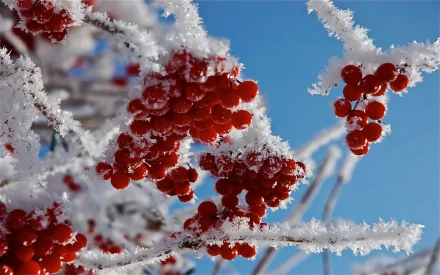 2K Quad HD PC desktop wallpaper: close-up of red winter berries coated in spiky hoarfrost against a clear blue sky — nature, ice.