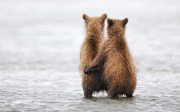 Two brown grizzly bear cubs standing upright in shallow water, one with an arm around the other — Katmai National Park, Alaska. HD PC desktop wallpaper/background.