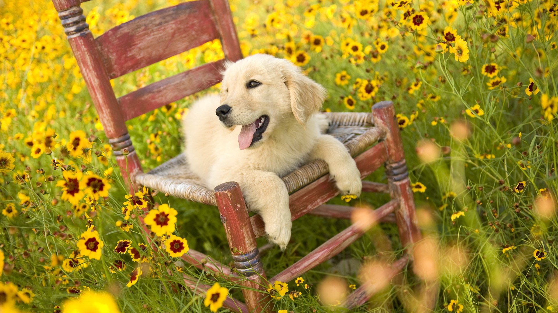 A golden retriever puppy relaxes on a rustic chair surrounded by vibrant yellow flowers, creating a serene and charming HD desktop wallpaper background.