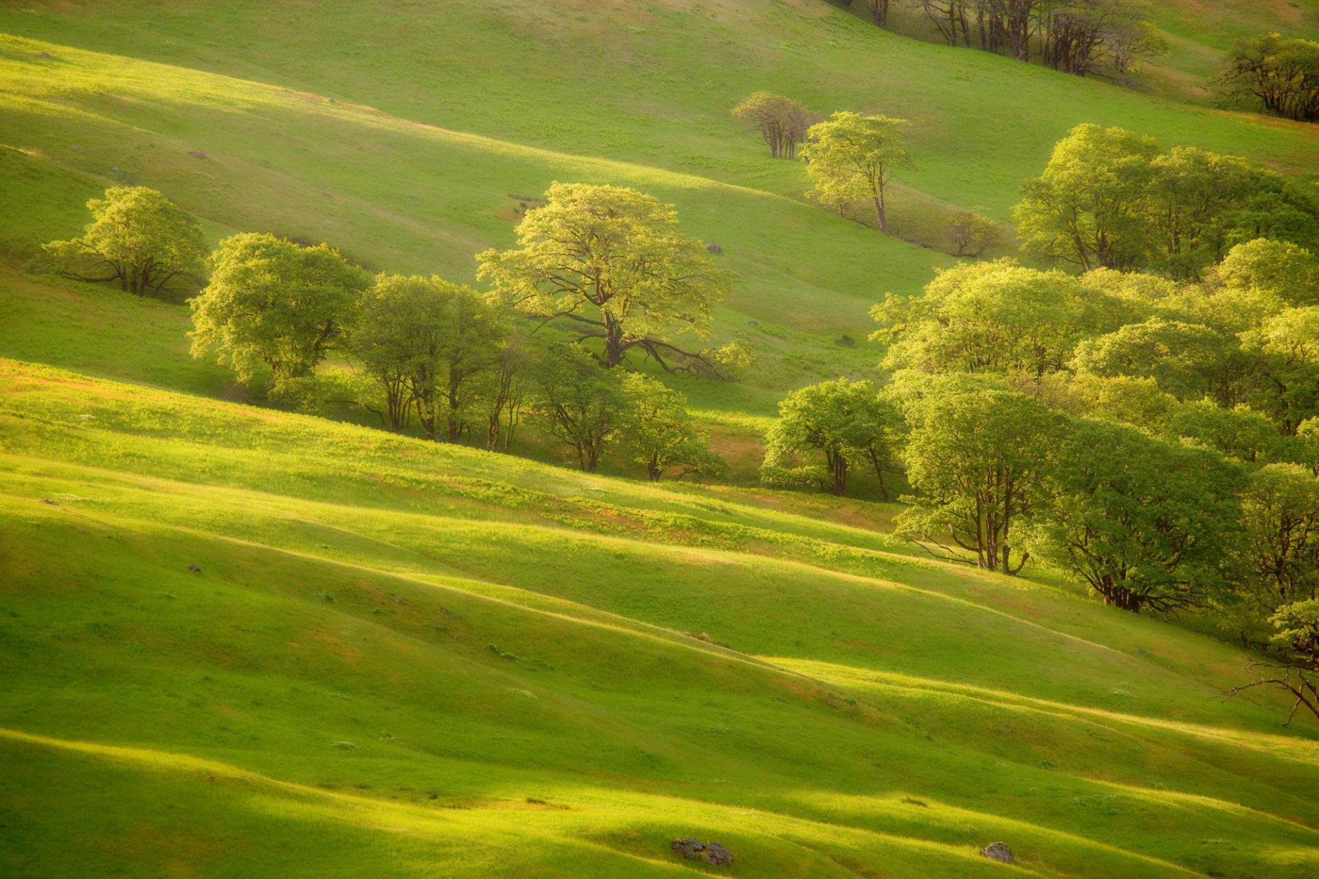 HD PC desktop wallpaper and background: sunlit rolling green hills dotted with leafy trees, a tranquil nature landscape.