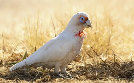 A Long-billed Corella parrot stands amid golden grass, showcasing its striking white feathers and vibrant blue eye. This image serves as a captivating HD desktop wallpaper.