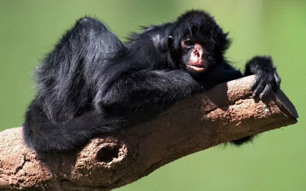 Relaxed black spider monkey resting on a branch with a soft green backdrop — animal monkey close-up, HD PC desktop wallpaper/background.