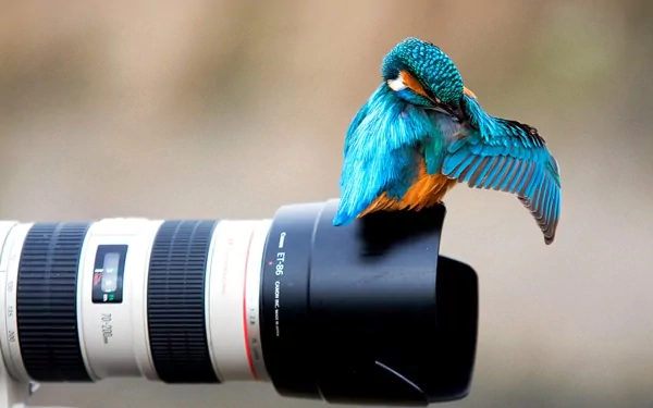 A vibrant kingfisher perched on a camera lens, showcasing stunning colors against a blurred background. This HD image captures the beauty of wildlife photography.