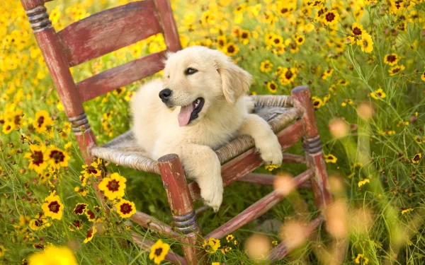 A golden retriever puppy relaxes on a rustic chair surrounded by vibrant yellow flowers, creating a serene and charming HD desktop wallpaper background.