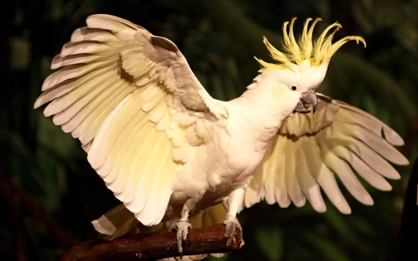 Animal Sulphur-crested cockatoo HD Desktop Wallpaper | Background Image