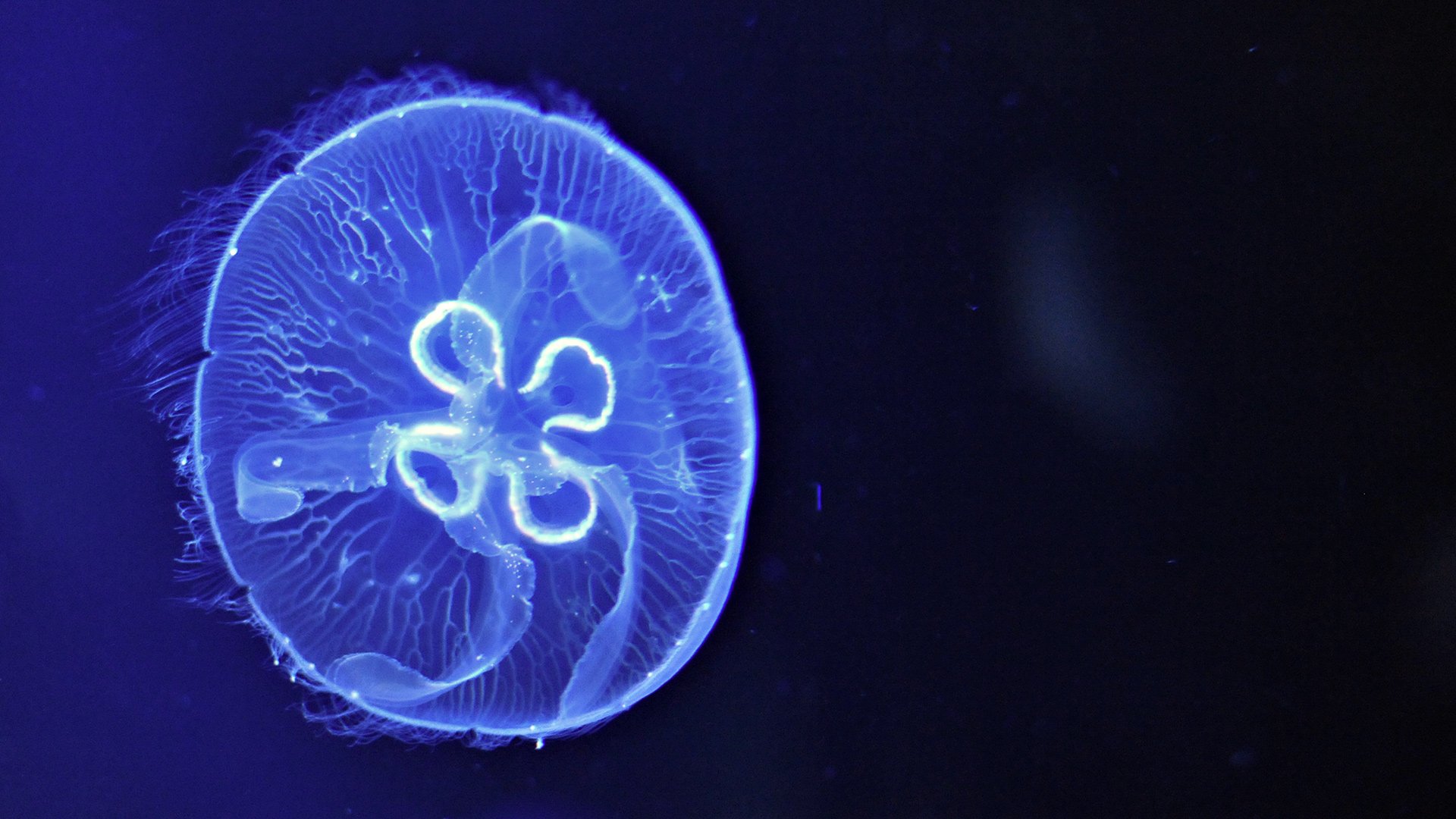 Jellyfish Full HD Wallpaper and Background Image | 1920x1080 | ID:358884