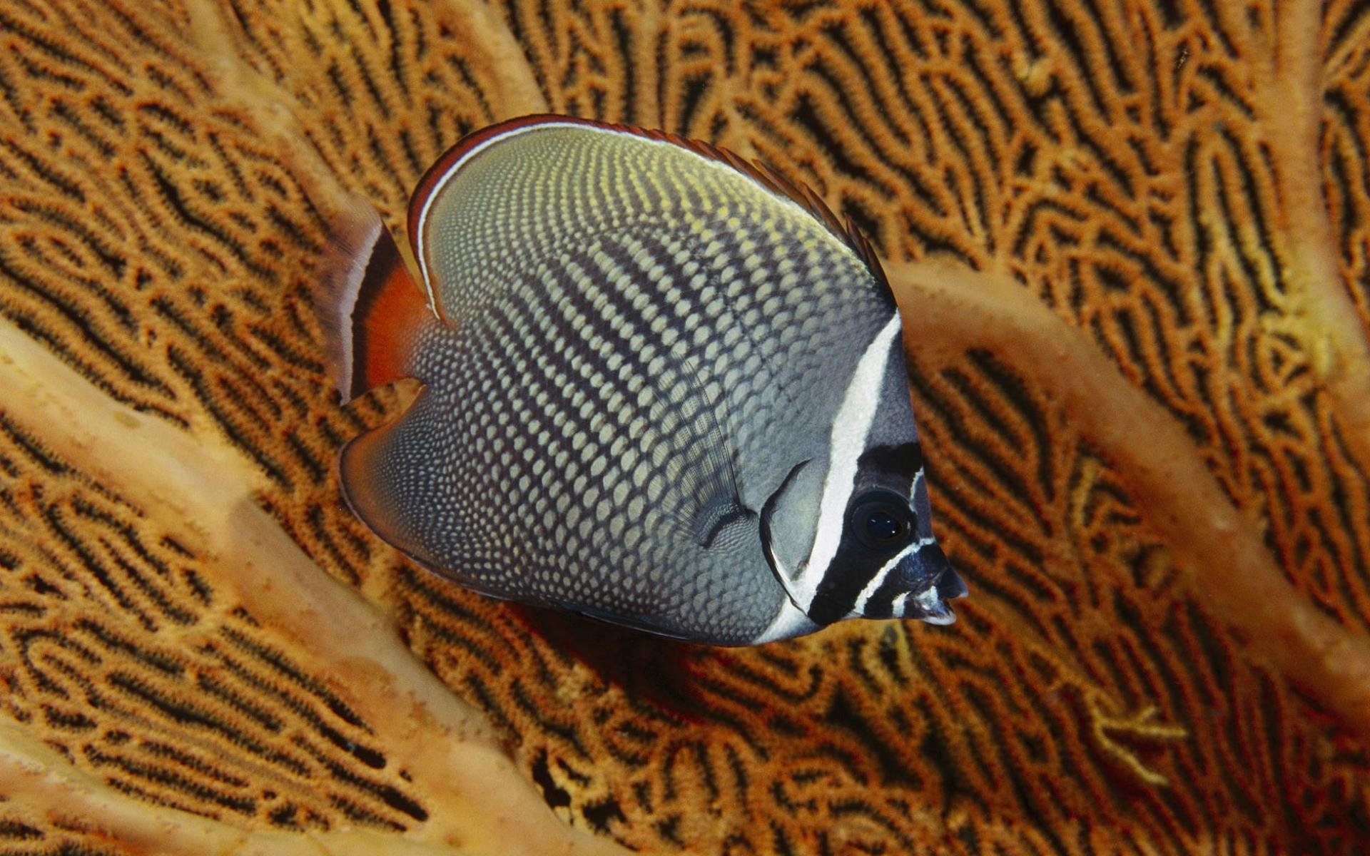 Butterflyfish glides over orange sea-fan coral, showing detailed scales and bold black, white and yellow markings — HD PC desktop wallpaper background.