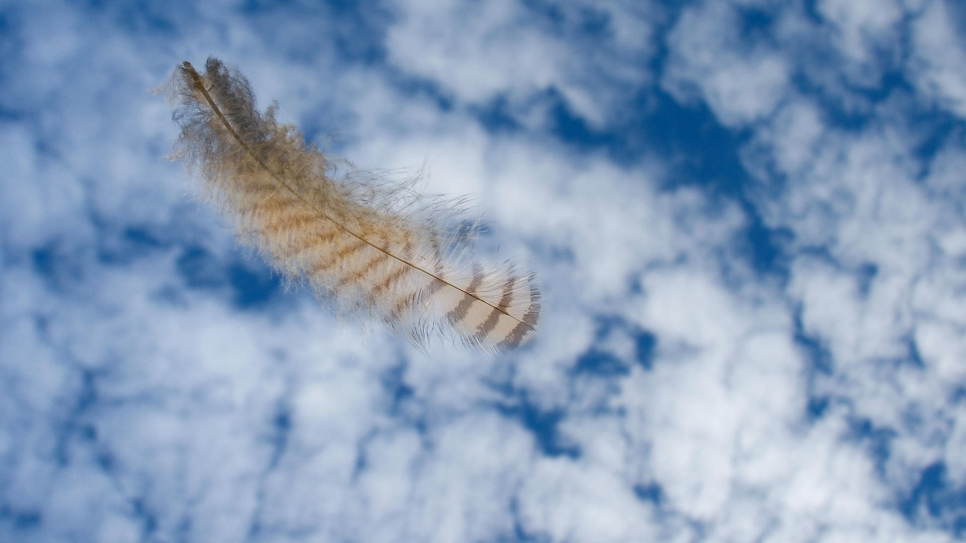 HD PC desktop wallpaper of a single bird feather floating above fluffy white clouds against a bright blue sky, feather photography background.