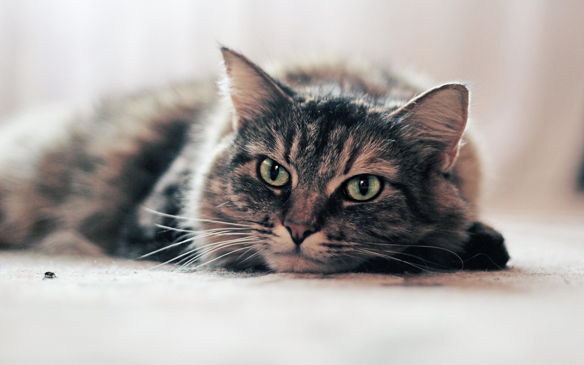 A close-up of a relaxed cat with striking green eyes, lying on a soft surface. This HD wallpaper beautifully captures the serene charm of the animal.