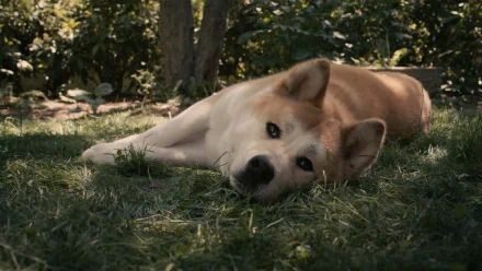 dog Animal akita HD Desktop Wallpaper | Background Image