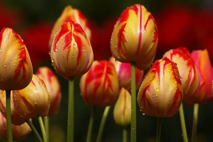 Close-up of vibrant tulips with red and yellow petals, adorned with droplets, showcasing the beauty of nature in a striking macro perspective. HD wallpaper background.