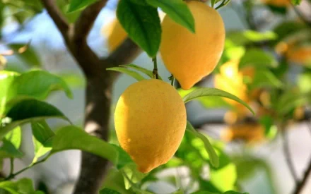 HD desktop wallpaper showing ripe yellow lemons hanging from a vibrant green lemon tree branch, highlighting fresh food and natural beauty.