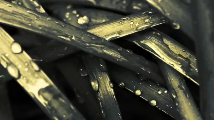 nature water drop HD Desktop Wallpaper | Background Image