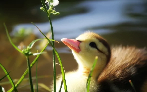 HD desktop wallpaper featuring a close-up of a duckling resting near green plants by calm water, showcasing the soft sunlight and natural detail.