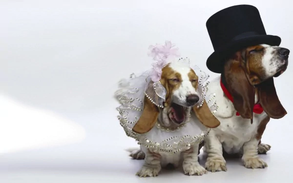 Animal basset hound HD Desktop Wallpaper | Background Image