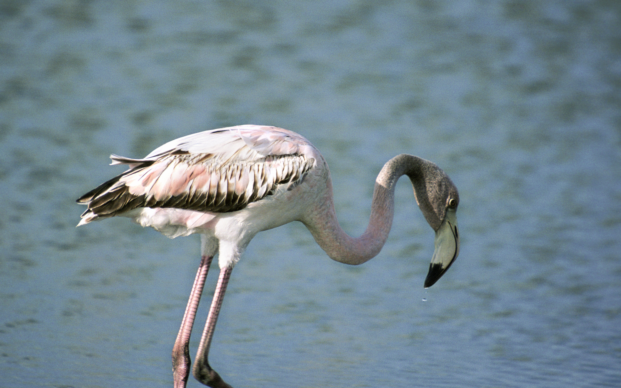 Flamingo HD Wallpaper