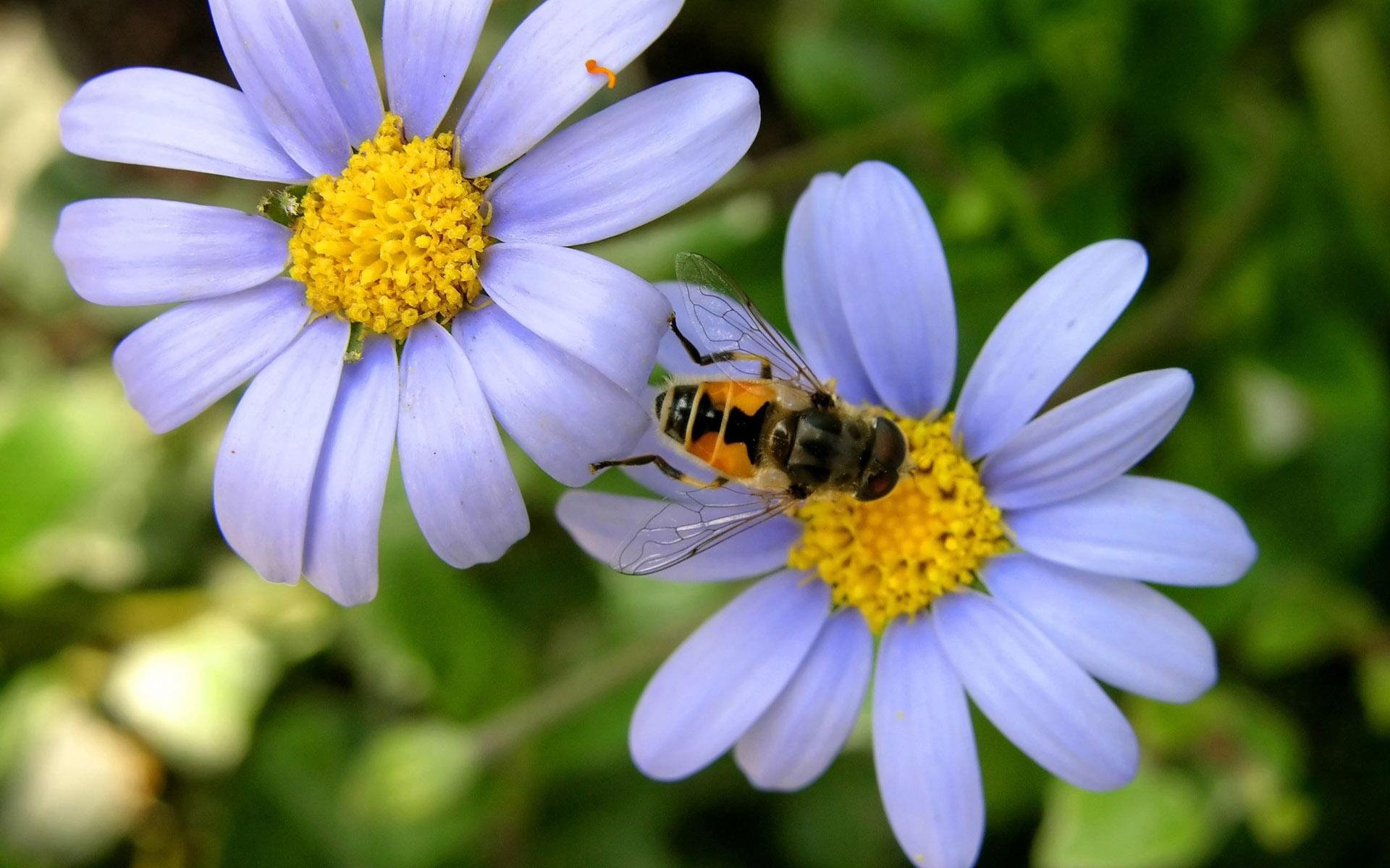 Abeille Fond d'écran HD | Arrière-Plan | 1920x1200 | ID ...