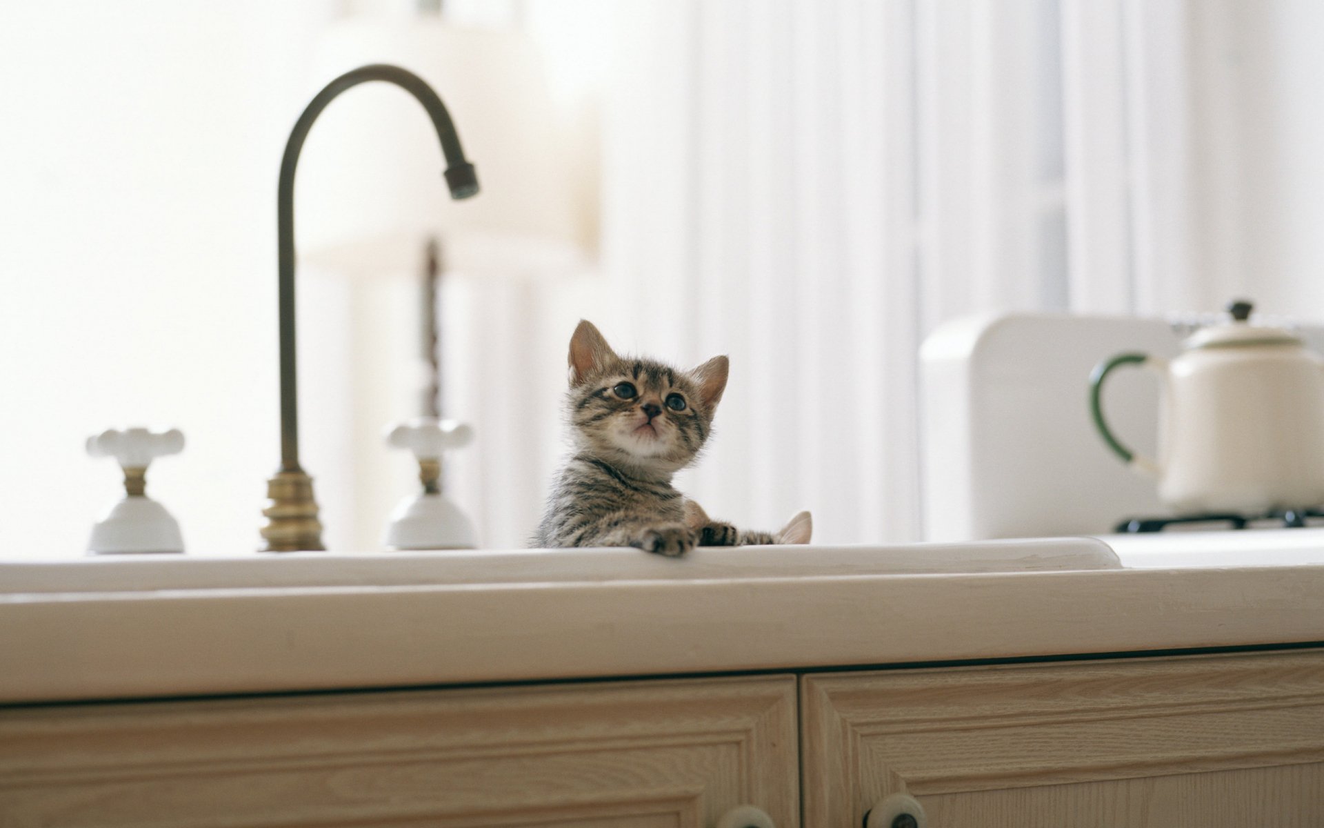 A curious cat rests playfully in a sink, surrounded by soft natural light, making this HD wallpaper a charming addition to any desktop background.