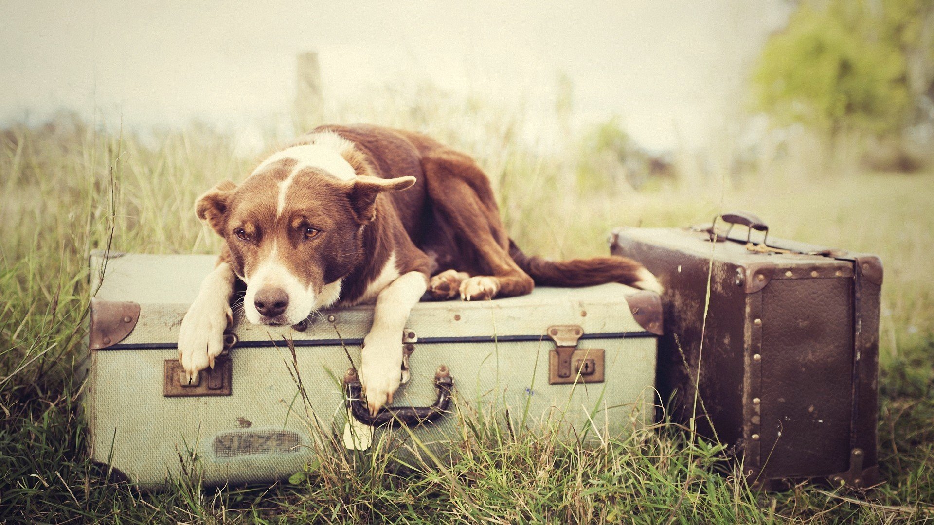 A dog rests on an old suitcase in a grassy field, with a vintage bag beside it, creating a charming and serene ambiance for a HD desktop wallpaper.