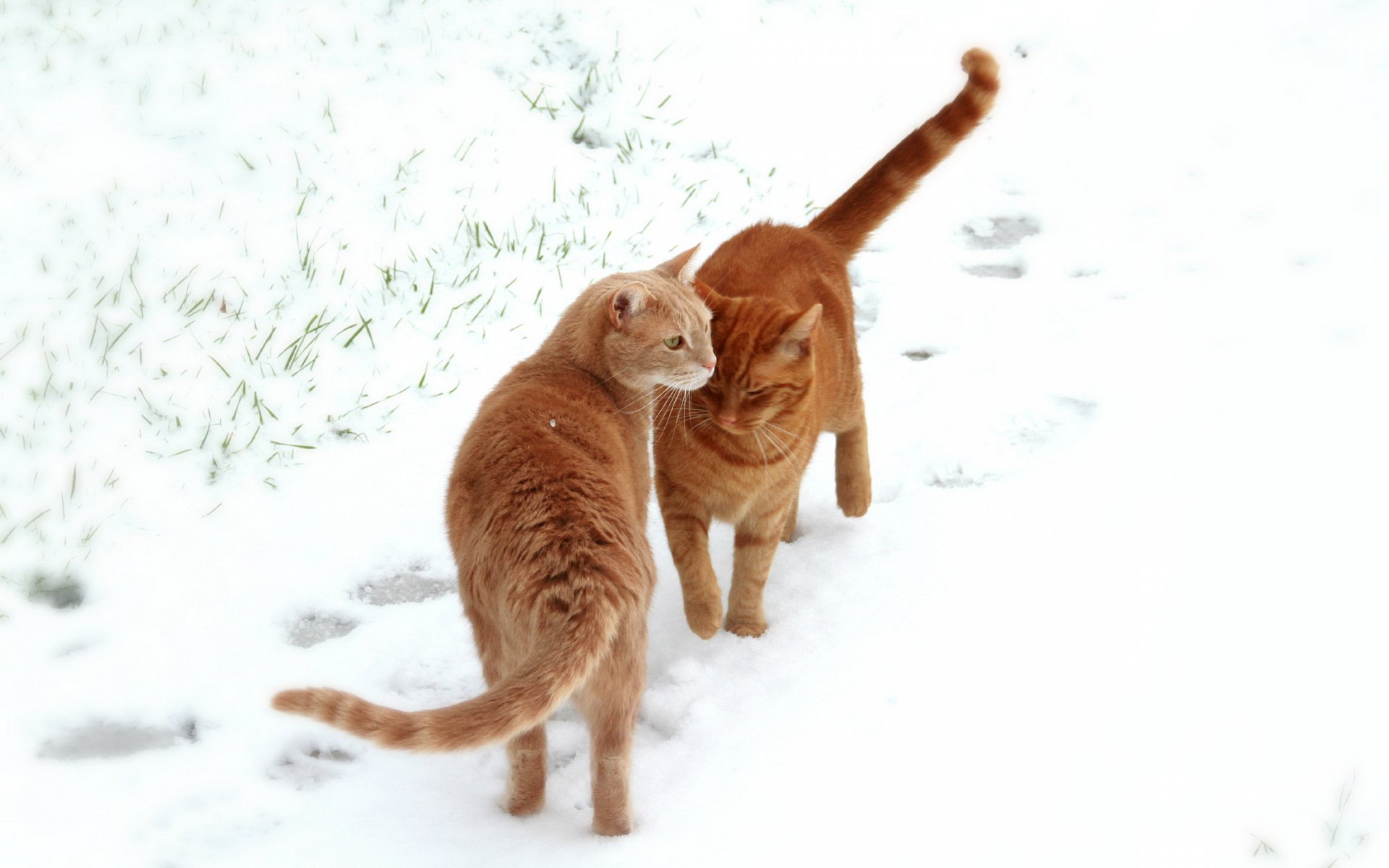 Two orange cats interact in a snowy setting, surrounded by soft white snow. This charming moment makes an engaging HD PC desktop wallpaper and background.