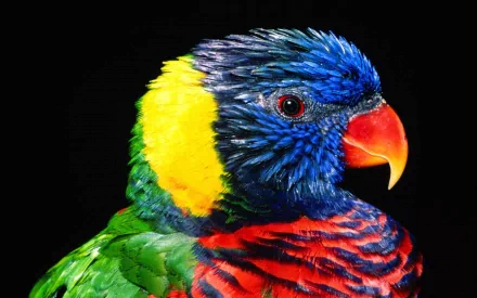Animal rainbow lorikeet HD Desktop Wallpaper | Background Image