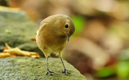 A charming robin stands inquisitively on a stone, surrounded by a softly blurred natural background, making for a delightful HD desktop wallpaper and background.