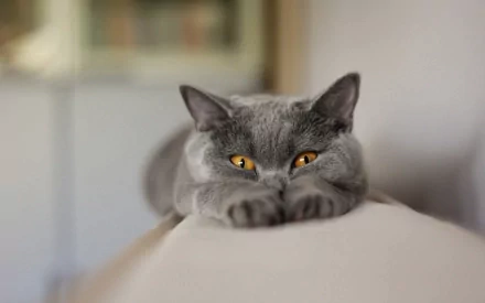 A playful gray Chartreux cat with striking orange eyes rests comfortably, capturing a humorous moment in this HD desktop wallpaper and background.