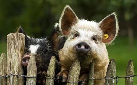 Two pigs peering over a wooden fence, showcasing their curious expressions in a lush green setting. This image serves as a charming HD desktop wallpaper.