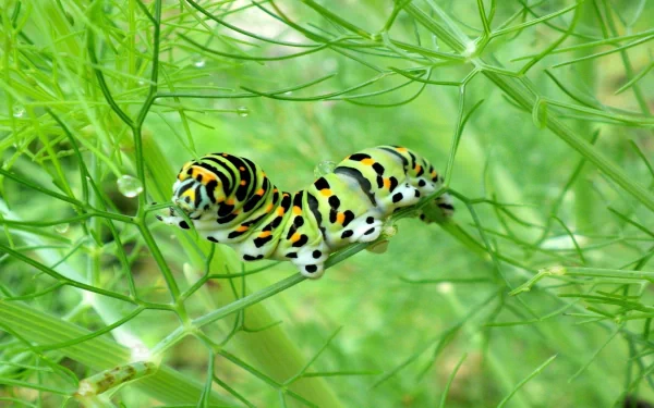 Close-up of a colorful caterpillar on green foliage, captured in vibrant detail as an HD PC desktop wallpaper and background.
