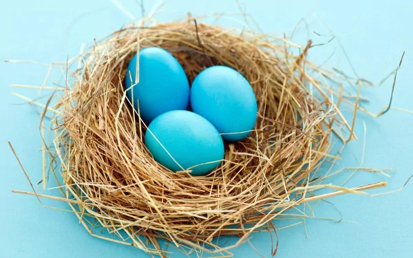 Animal nest HD Desktop Wallpaper | Background Image