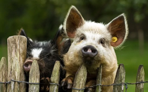 Two pigs peering over a wooden fence, showcasing their curious expressions in a lush green setting. This image serves as a charming HD desktop wallpaper.
