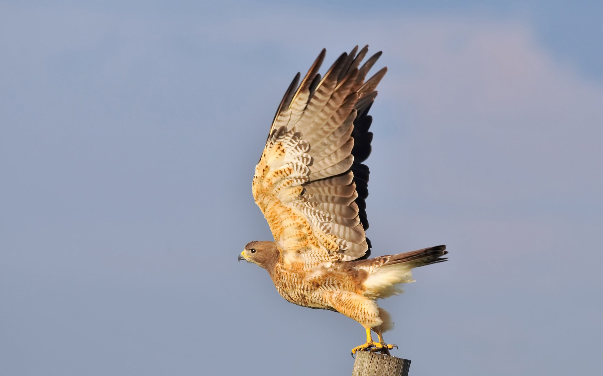 HD PC desktop wallpaper of a falcon perched on a post, wings raised as it prepares to take flight against a pale blue sky.