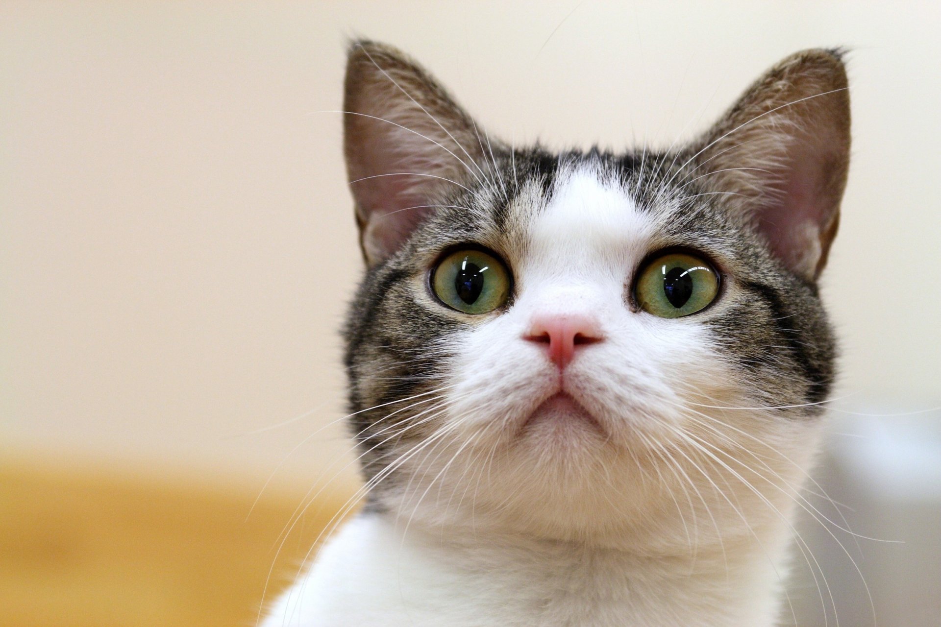 HD PC desktop wallpaper featuring a close-up of a curious cat with green eyes and a white-and-gray fur pattern against a soft, neutral background.