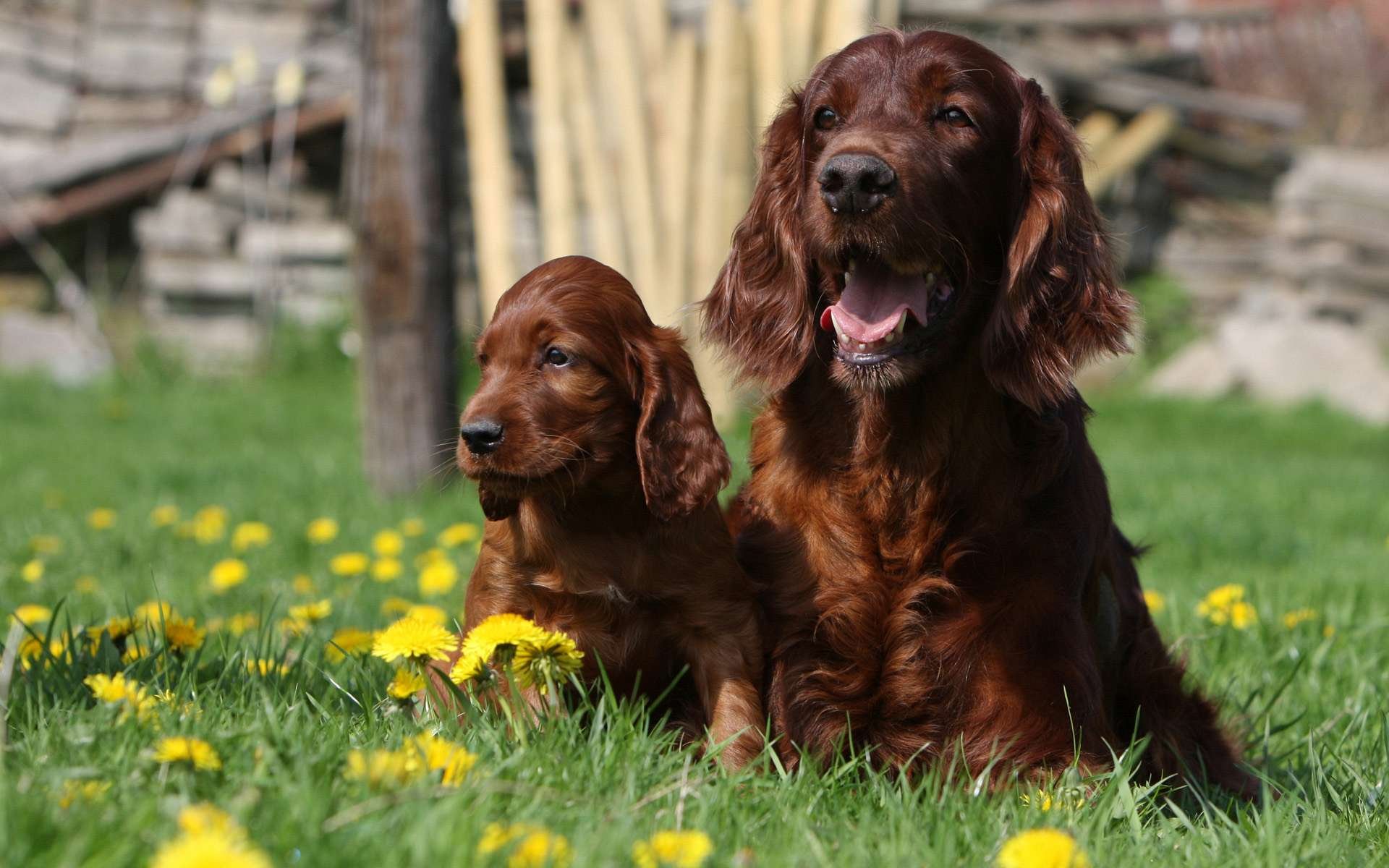 HD PC desktop wallpaper featuring two brown dogs sitting in a grassy field dotted with yellow flowers, capturing a serene outdoor moment.