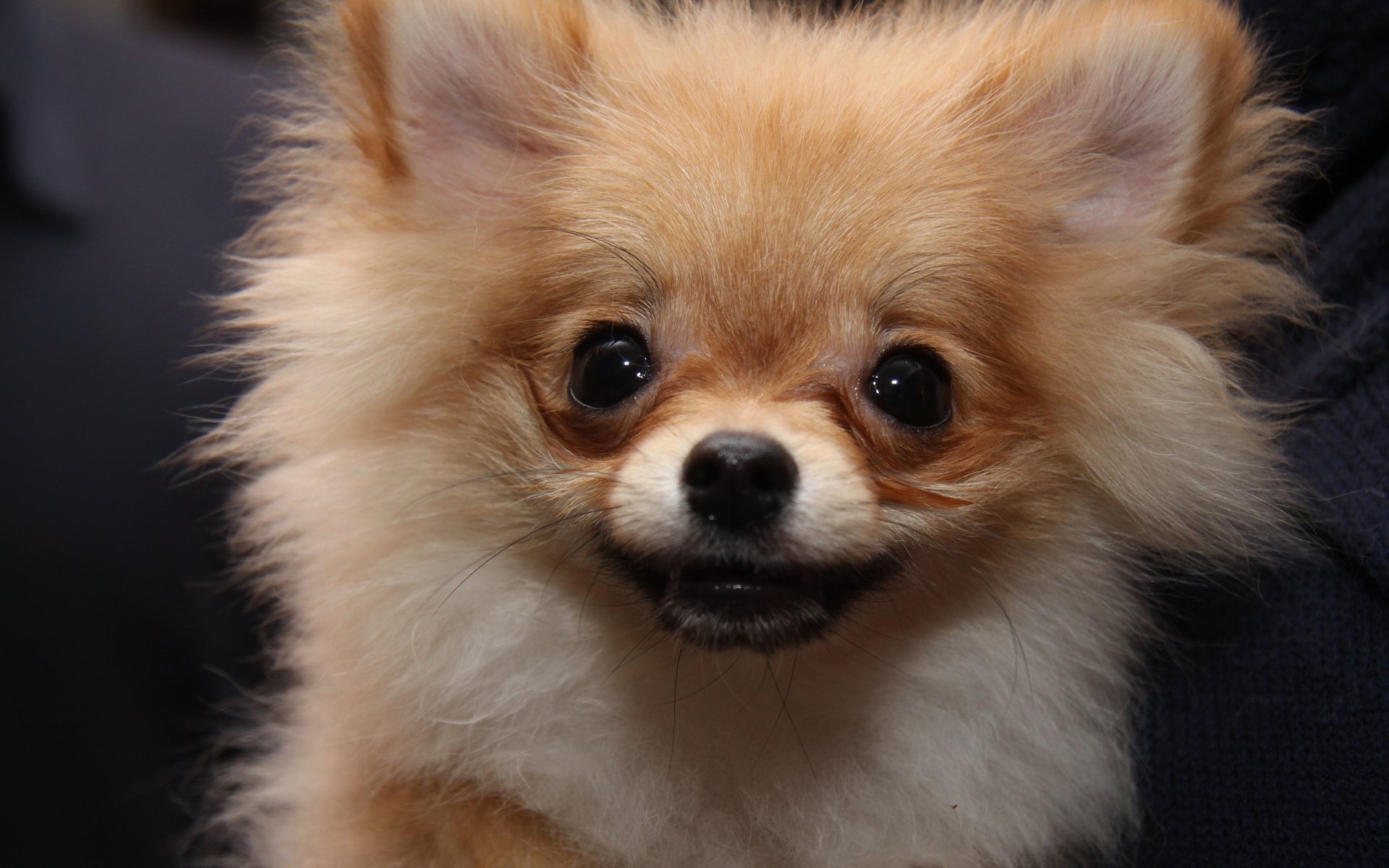 Download Animal Dog HD Wallpaper