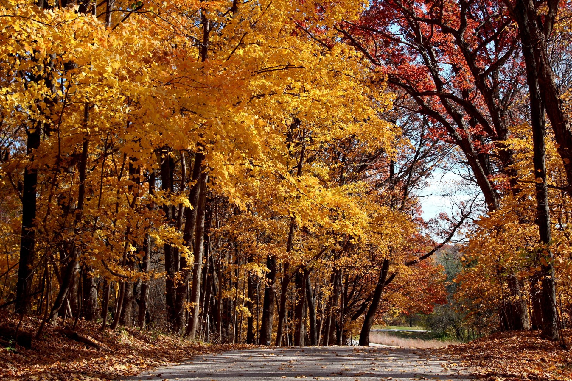 HD photography capturing a vibrant fall forest with golden and red leaves along a winding path, designed as a PC desktop wallpaper and background.