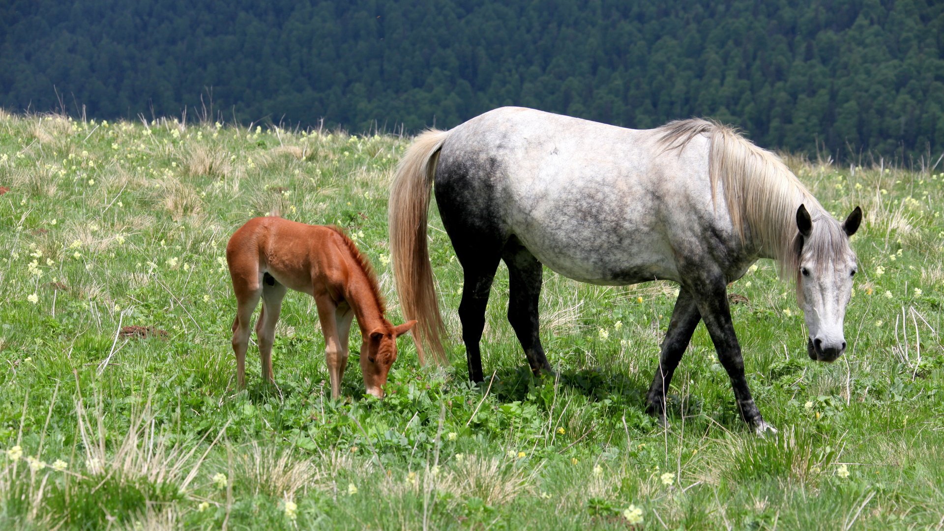 A serene HD wallpaper featuring a gray horse and its foal grazing in a lush green meadow, surrounded by mountains, capturing the beauty of nature and animal companionship.